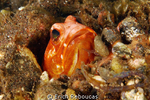 Red Jawfish. 
I may be wrong but this must be a rare one... by Erich Reboucas 
